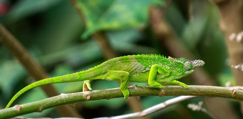 5-Day Safari and Hiking Usambara Mountains - Tanzania safari gallery image