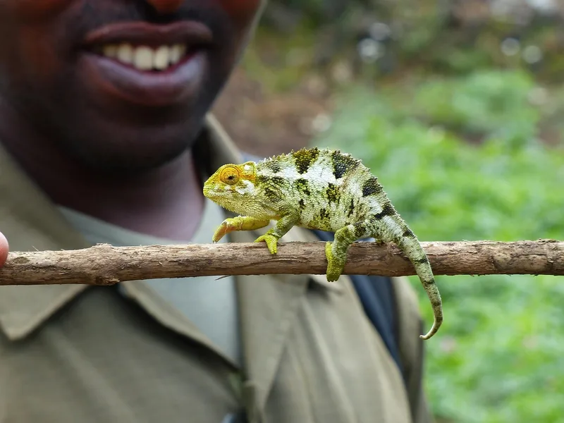 3-Day Gorilla & Golden Monkey Trekking gallery image