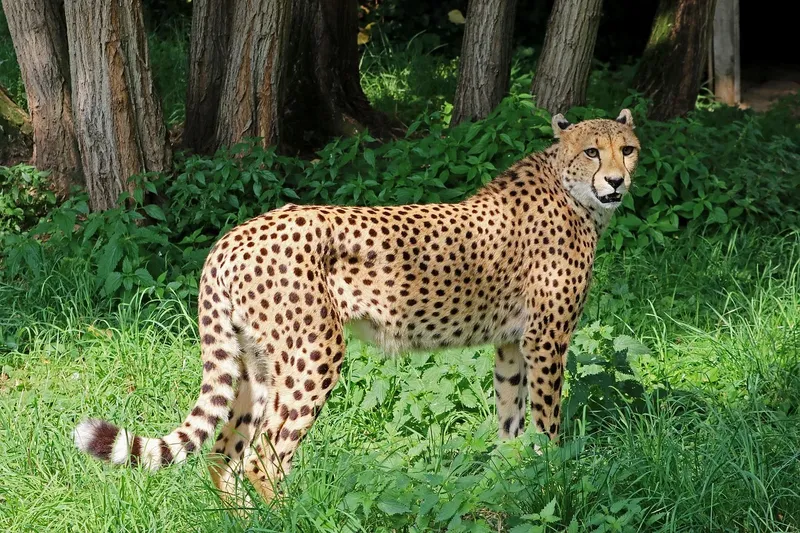 2-Day Lake Nakuru National Park Tour - Kenya tours gallery image