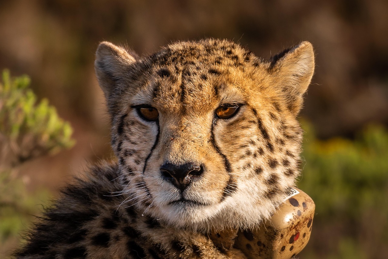 3-Day 2 Nights Chobe National Park Camping Safari gallery image