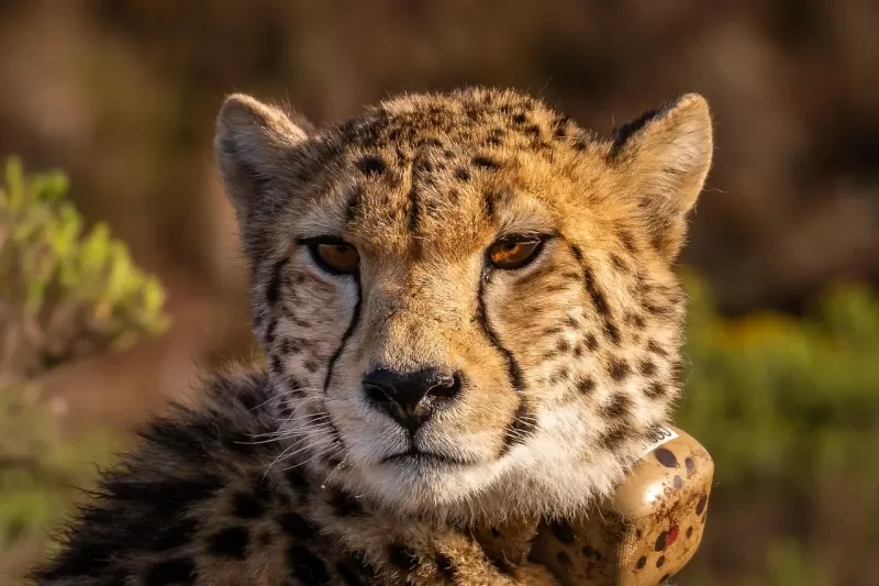 2-Day Express Chobe Land + River Safari with Camping