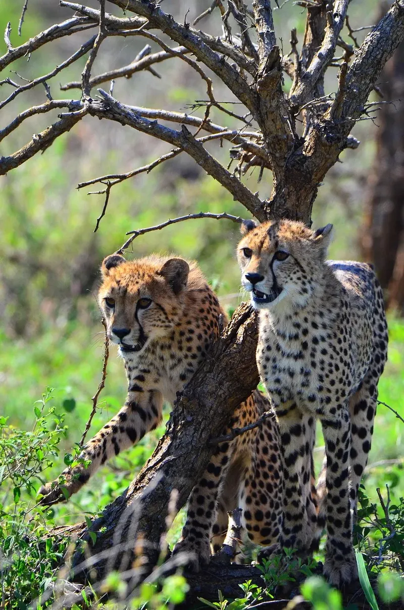 3-Day Olmoran Tented Camp Daily Group Tour - Kenya tours gallery image