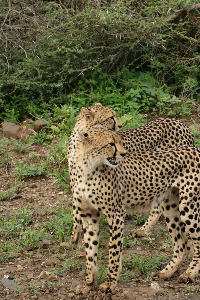 ½-Day Nairobi National Park - Daily Group Joining Tour - Kenya safaris gallery image