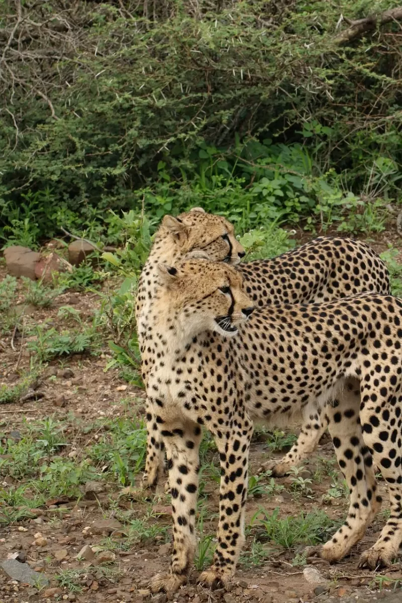 3-Day Akagera National Park Wildlife Safari - Rwanda gallery image