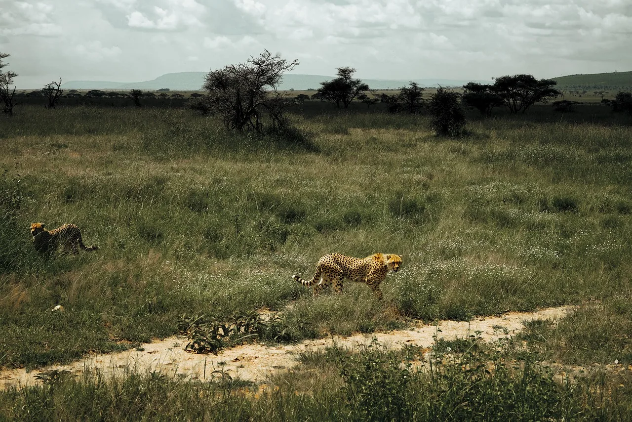 1-Day Moremi Safari Tour hero photo
