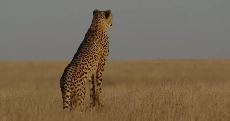 11-Days  Big Five Guided Budget Camping Tour gallery image