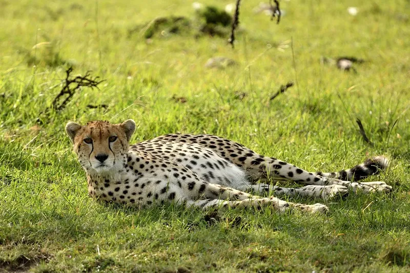 3-Day Olmoran Tented Camp Daily Group Tour - Kenya tours gallery image