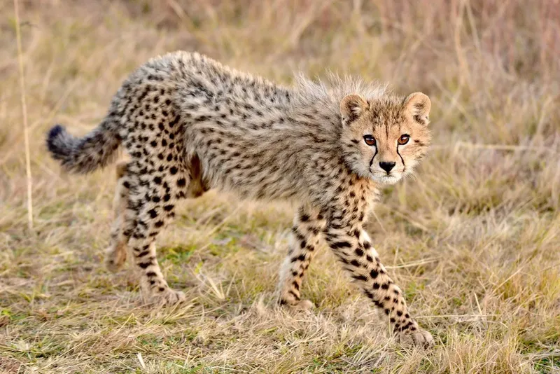 4-Day Northern Bliss - Premium Luxury - Private Tour - Tanzania safari