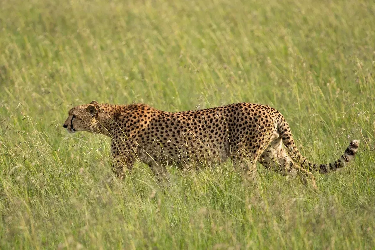12-Day Uganda Wildlife and Rwanda Gorilla Experience - Rwanda hero photo