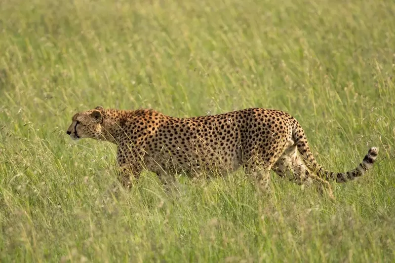 1-Day Nairobi City Tour - Kenya tours