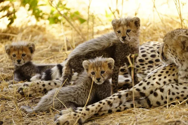 2-Day Tarangire Ngorongoro Crater Safari
