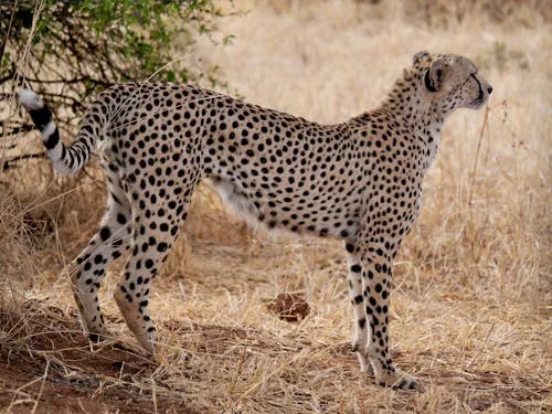 10 Days Great Migration, Culture & Acidic Lakes Safari - Tanzania safari gallery image