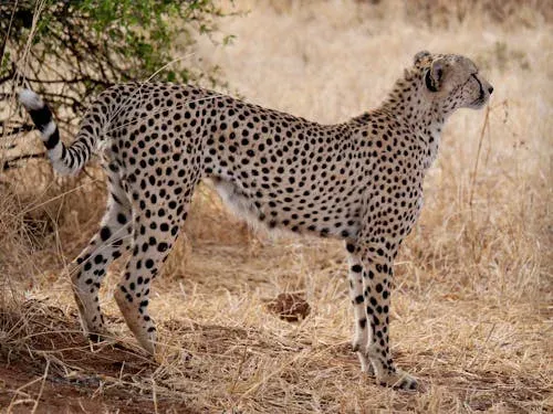 10 Days Great Migration, Culture & Acidic Lakes Safari - Tanzania safari gallery image