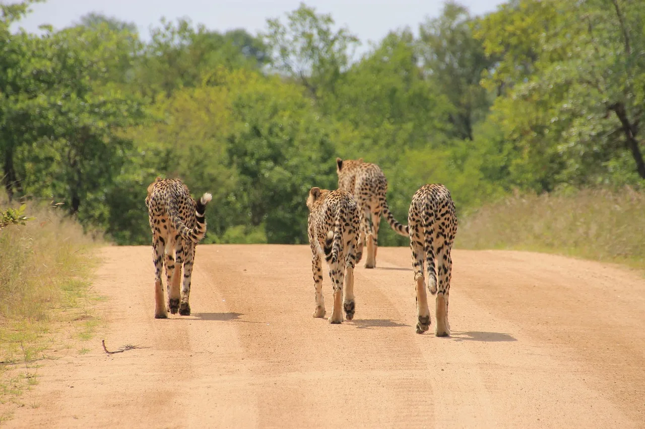 2-Day Maasai Mara & Lake Naivasha Private Safari - Kenya tours gallery image