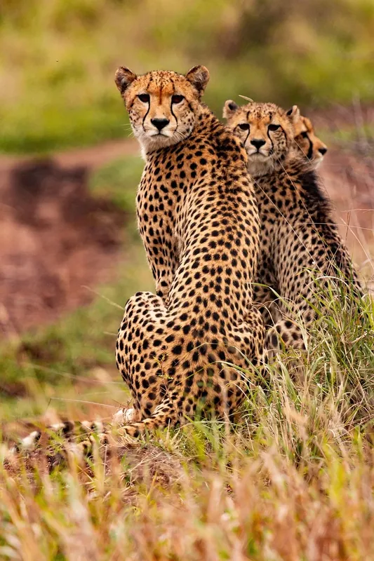 10-Day Big-5 Camping Safari & Cultural Tourism  - Tanzania safari gallery image
