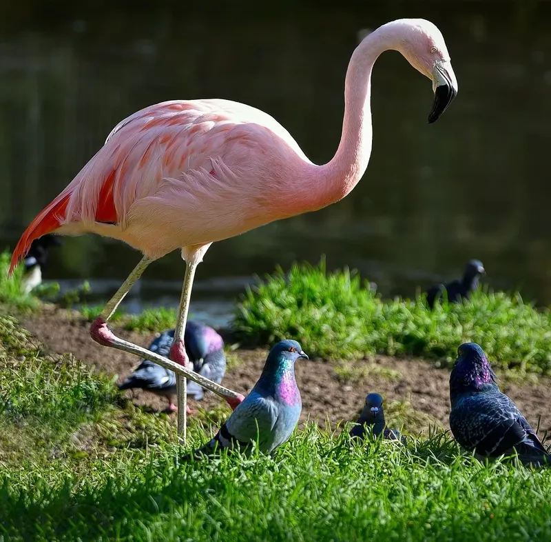 1-Day Lake Nakuru Mini Safari - Kenya safaris