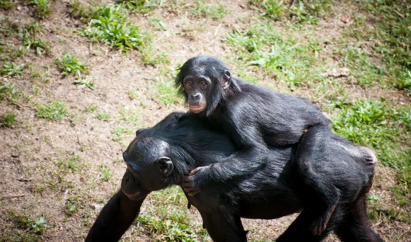 5-Day Rwanda Chimps , Colobus Monkeys & Canopy Walk Tour - Rwanda