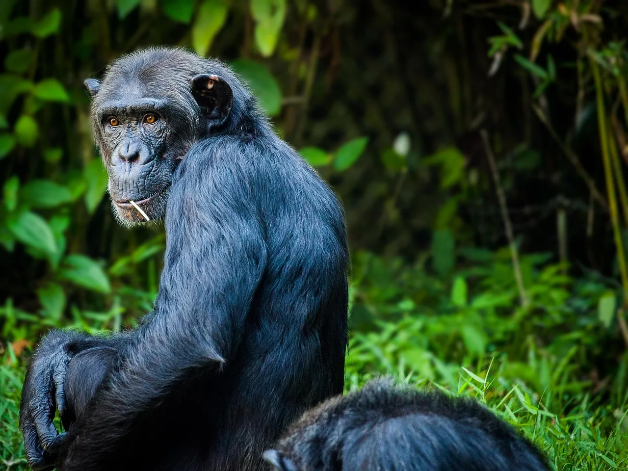 2-Day Chimpanzee Tracking in Bururi Forest gallery image