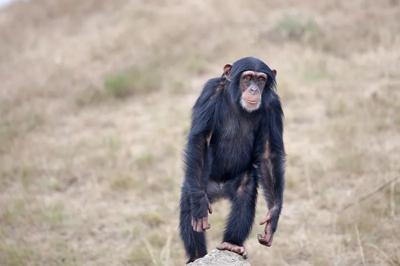 1-Day Gombe National Park Adventure Trekking - Tanzania safari