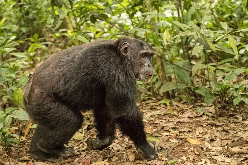 8-Day Gombe NP Chimp Trek & Culture Tour from Bujumbura - Tanzania safari