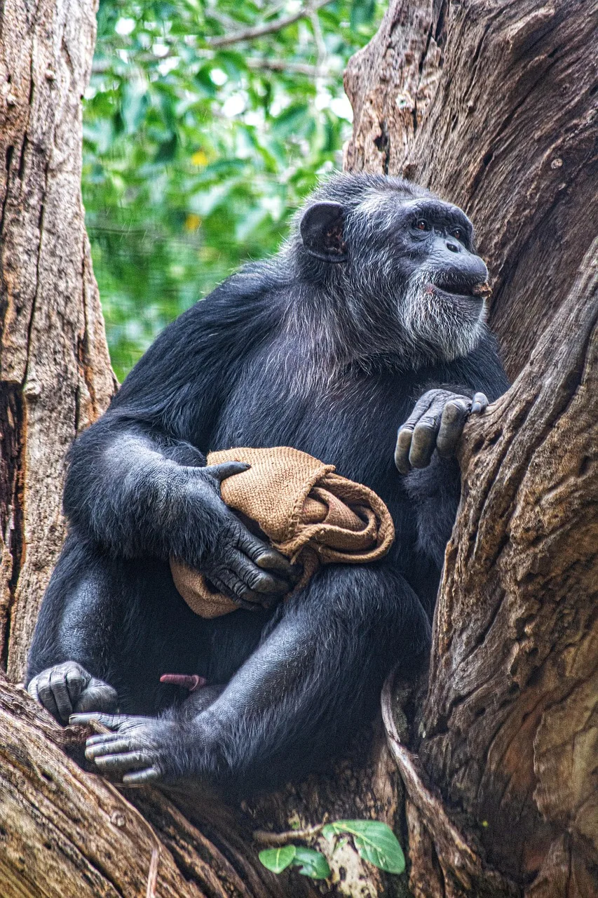 5-Day Chimpanzee, Tezateza Tes, Fishing, Miseum &Boat gallery image
