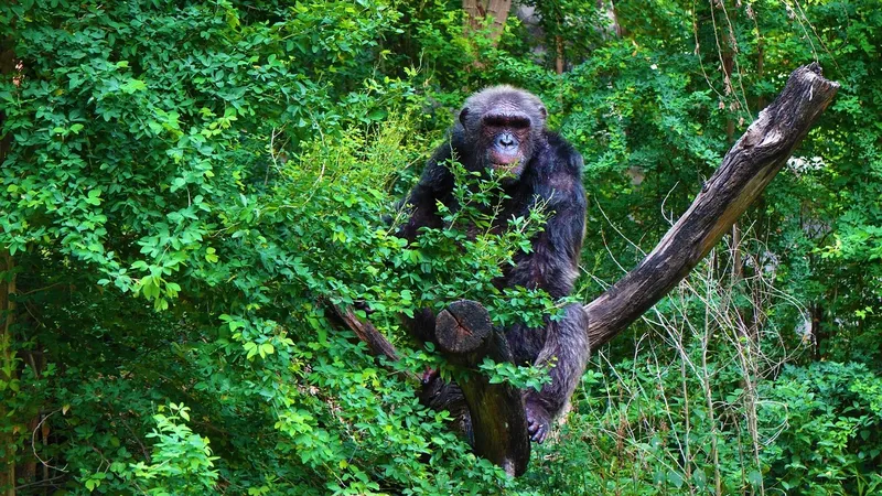 5-Day Rwanda Gorillas and Chimpanzee Trekking Experience - Rwanda