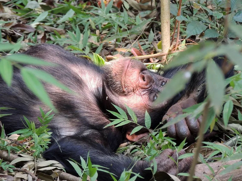 3-Day Gombe Chimpanzee Trekking from Dar Es Salaam - Tanzania safari