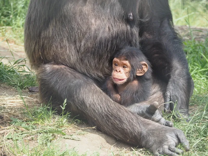 4-Day Gombe Chimpanzee Trekking & Kigoma Cultural Tour - Tanzania safari