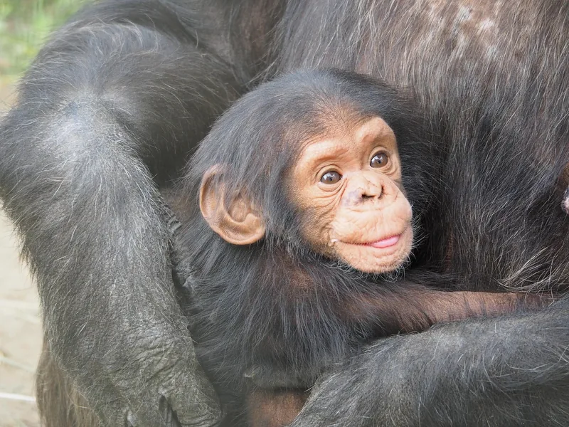 Experience the Unforgetable 19-Day Tanzania Western & Southern Safari & Chimpanzee - Tanzania safari gallery image