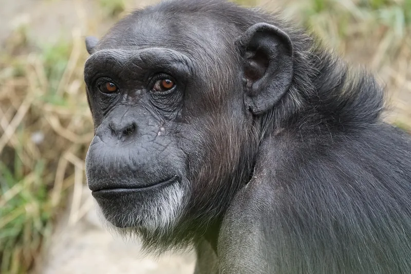3-Day Chimpanzee Trekking & Canopy Walk in Nyungwe Park - Rwanda