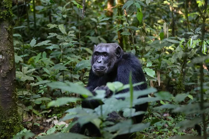 3-Day Murchison Falls Wildlife Trip-Uganda