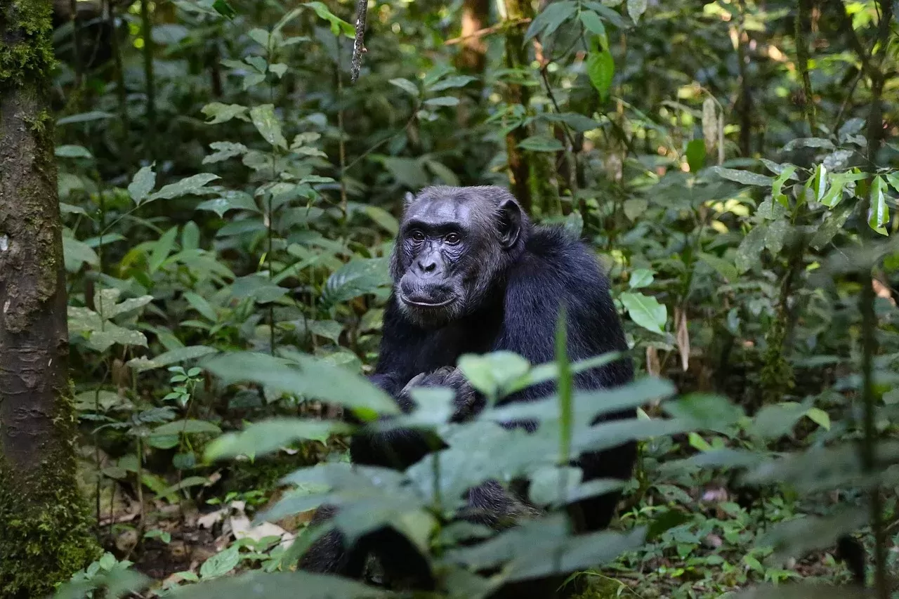 3-Day Queen Elizabeth National Park and Chimp Trekking-Uganda hero photo