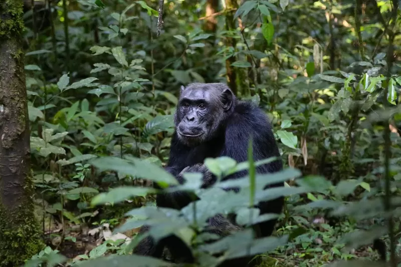 7-Day Rwanda Wild Life Safari , Chimps& Canopy Walk Tour - Rwanda gallery image