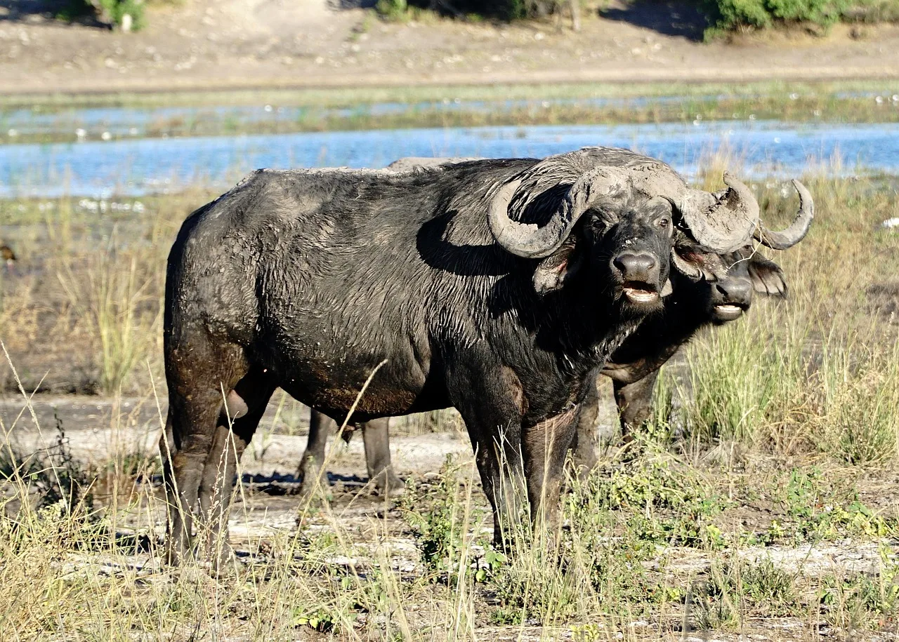 8 Days  Botswana North Best Highlight and Victoria Falls gallery image