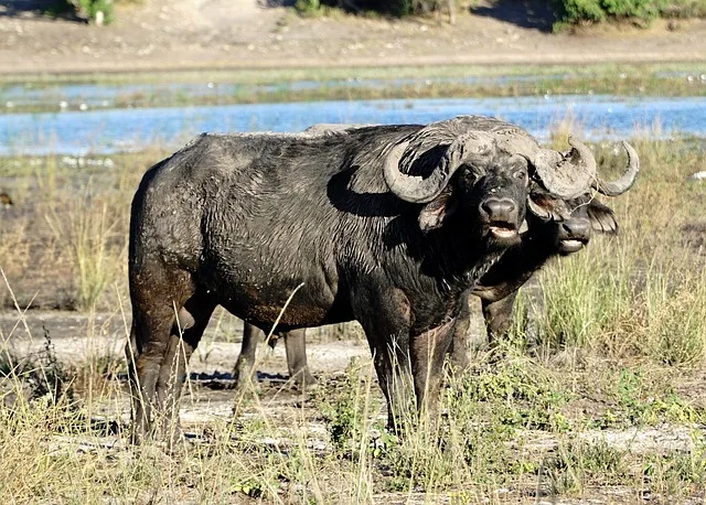 5-Day Okavango Delta & Boteti River Tented Safari gallery image