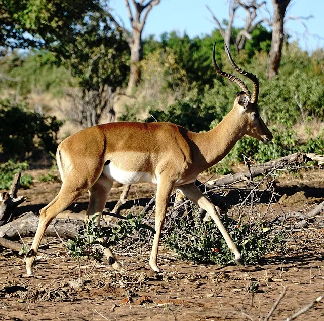 5-Day Okavango Delta & Boteti River Tented Safari gallery image