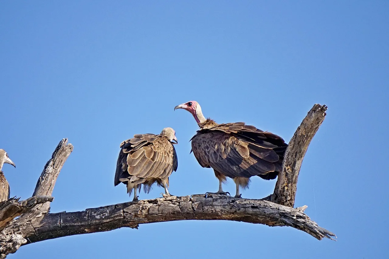 7-Day Delta Luxury Safari Special - 2 Free Nights gallery image