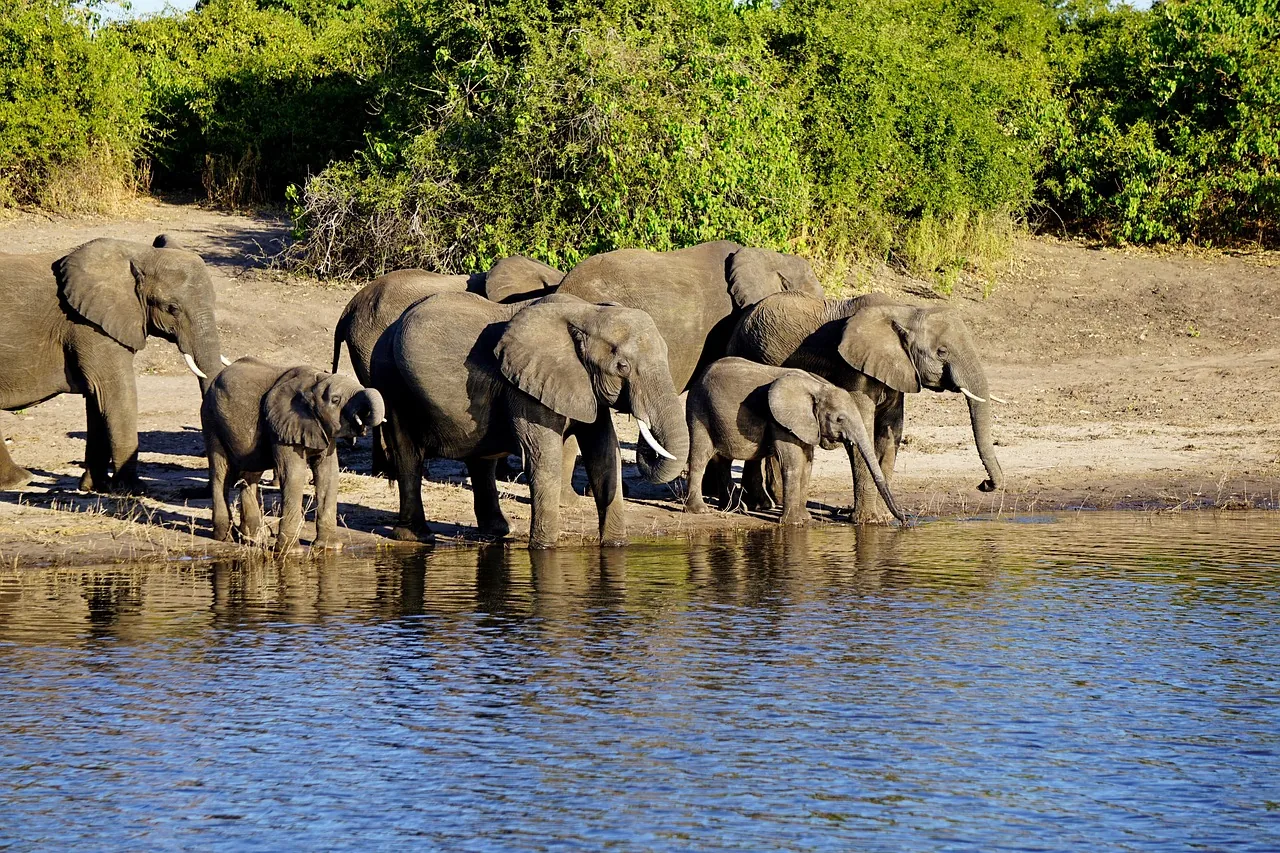 2-Day Budget Camping in Chobe with Boat Cruise hero photo