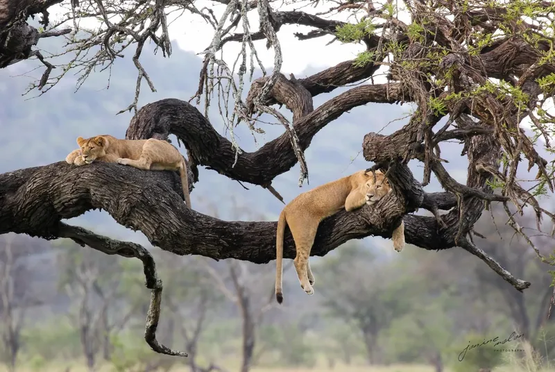 2-Day Tree Climbing Kingdom & Craters Wonders