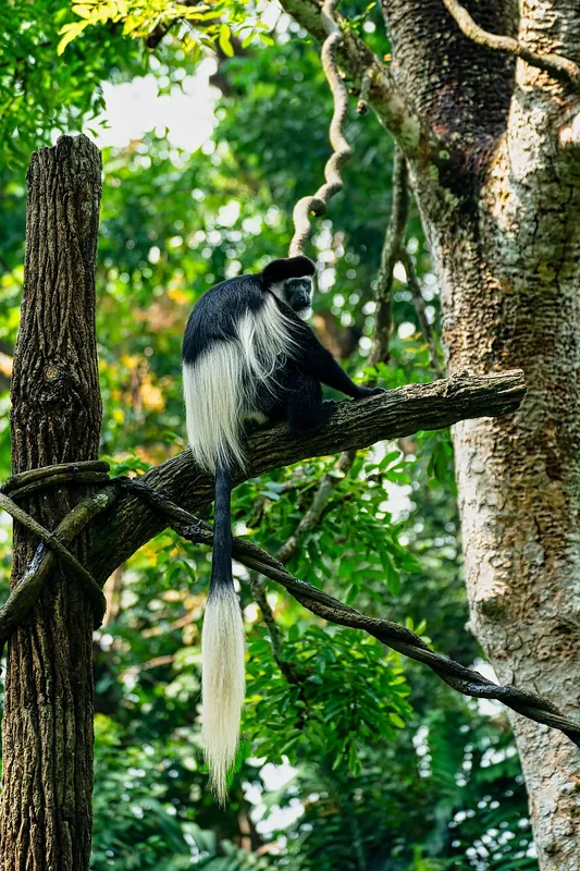 5-Day Rwanda Nyungwe Forest National Park Adventure - Rwanda