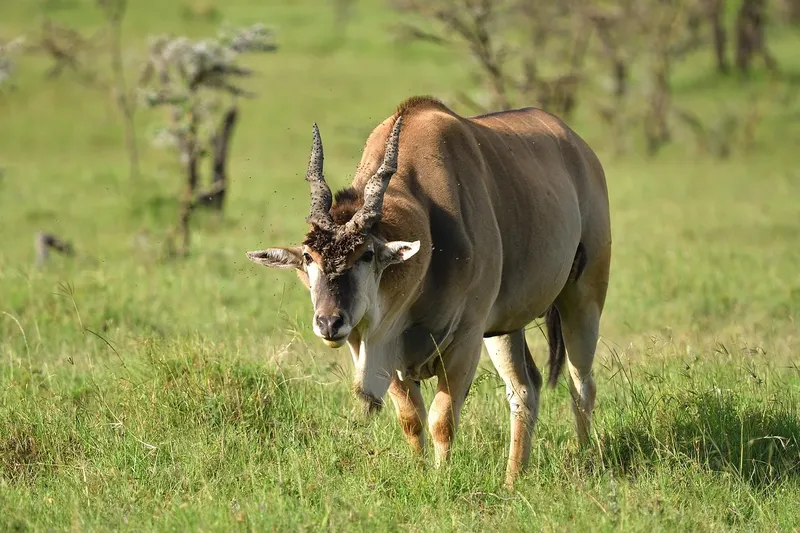 13-Day Botswana Trans Kalahari Camping Safari gallery image
