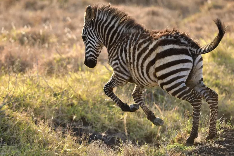 4-Day Splendid Tanzania Safari - Tanzania safari gallery image