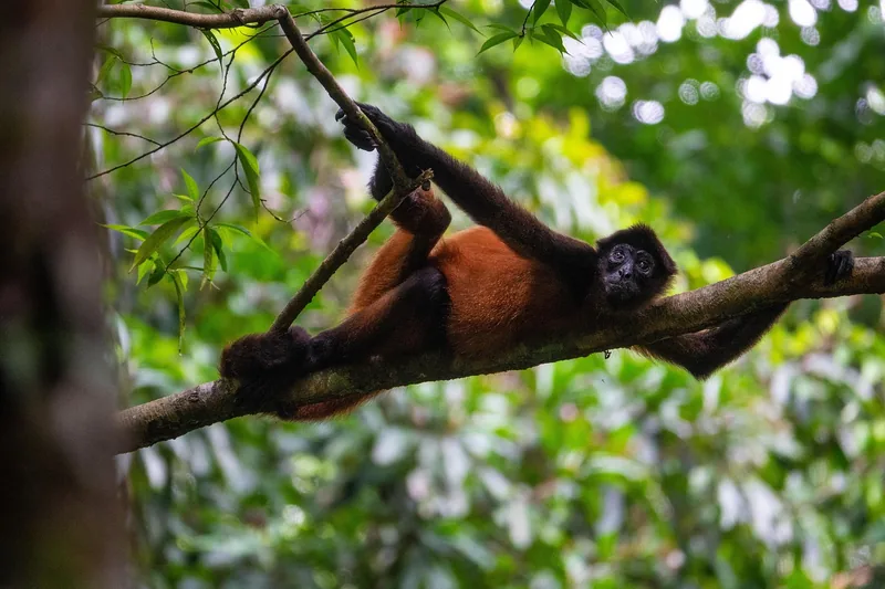 1-Day Golden Monkey Encounter in the Volcanoes NP - Rwanda safari