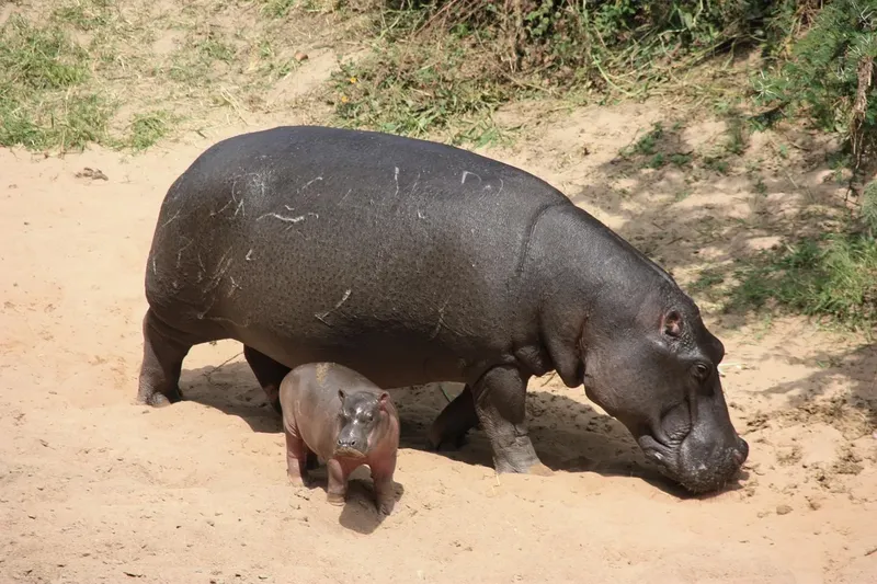 2-Day Lake Nakuru and Hells Gate Safari Tour - Kenya safaris