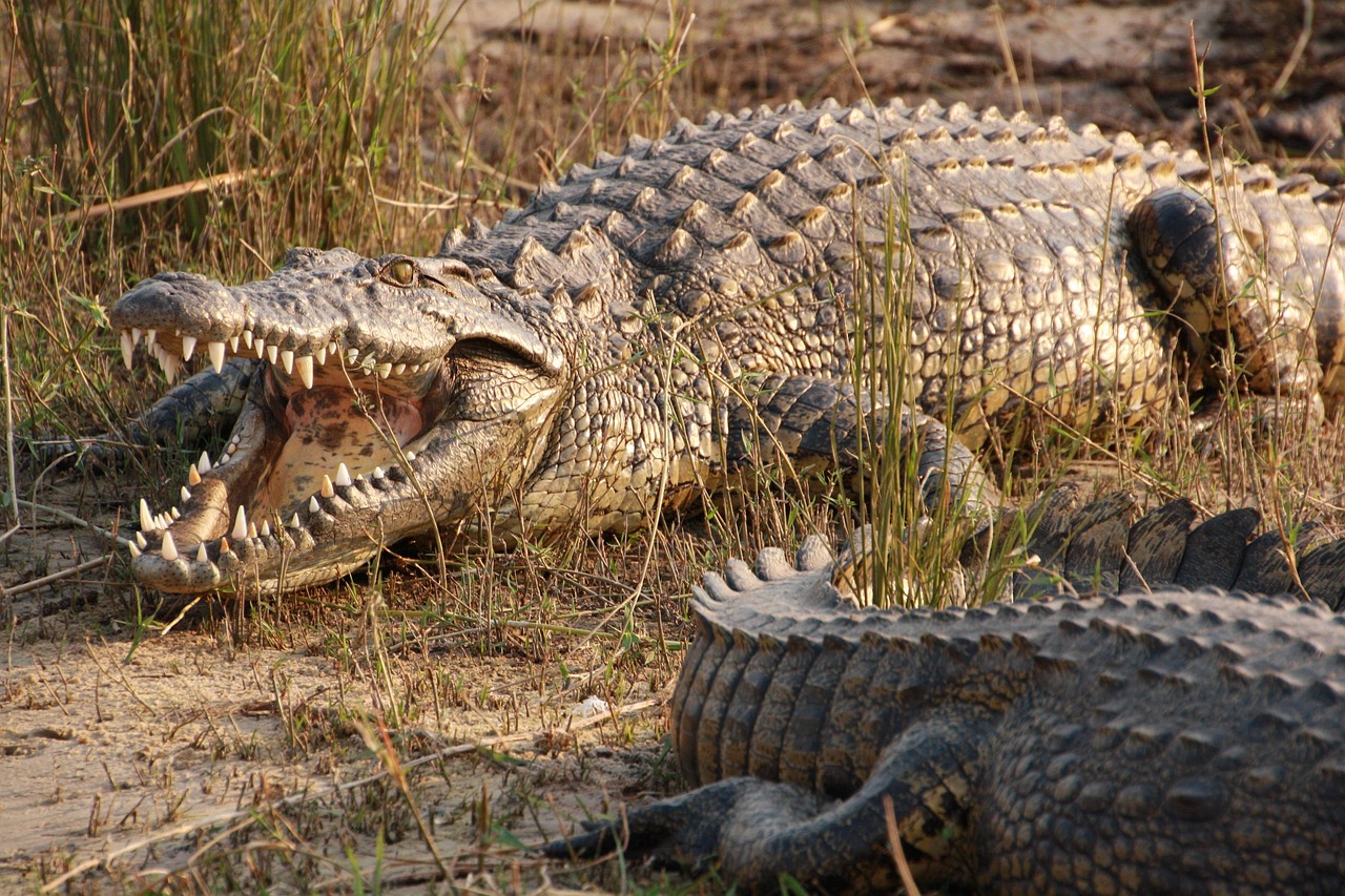 15-Day Victoria Falls & Namibia Safari gallery image