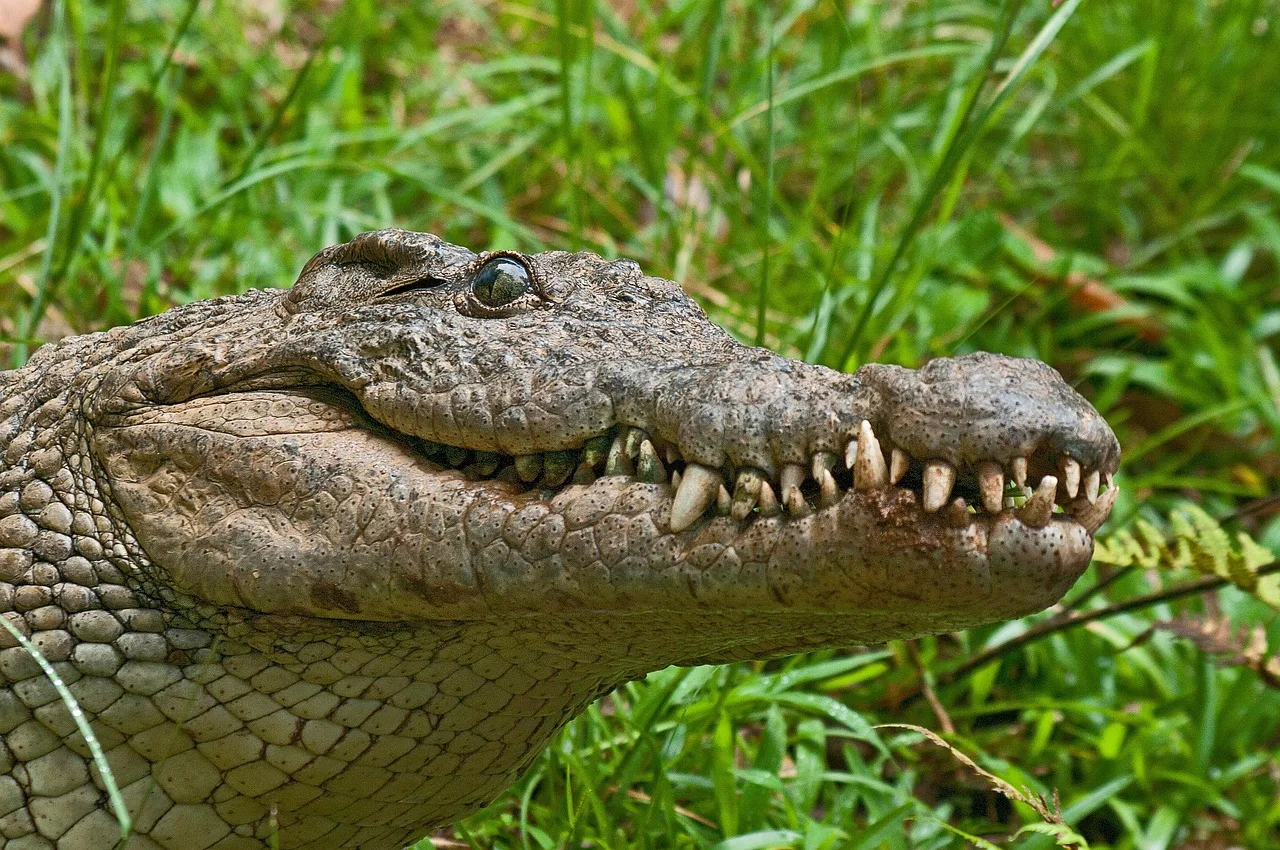 3-Day Akagera National Park Wildlife Safari - Rwanda gallery image