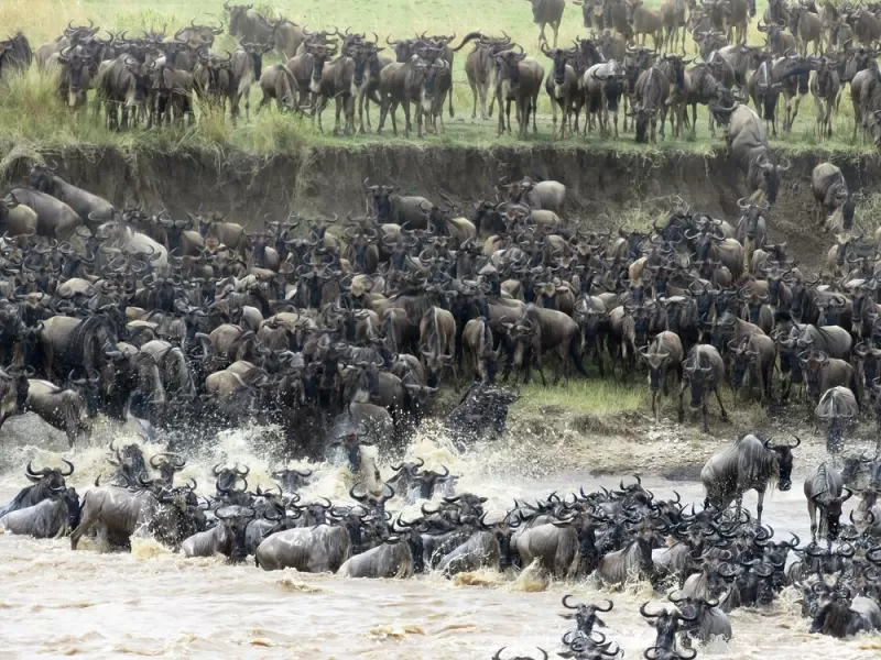 8-Day Private Mid-Range Serengeti Great Wildebeest Migration Safari Experience