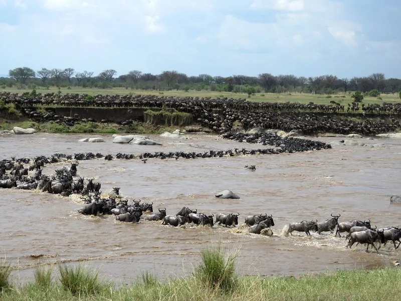 6-Day Epic Serengeti Great Migration & Mara River Crossing Safari