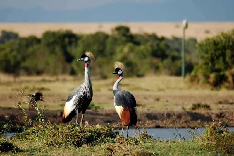 2-Day Maasai Mara & Lake Naivasha Private Safari - Kenya tours