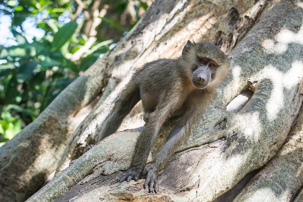 1-Day Private Tour to Lake Manyara National Park Tanzania Safari gallery image